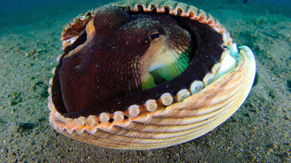 Úkryty chobotnice Amphioctopus marginatus - Obrázek 3